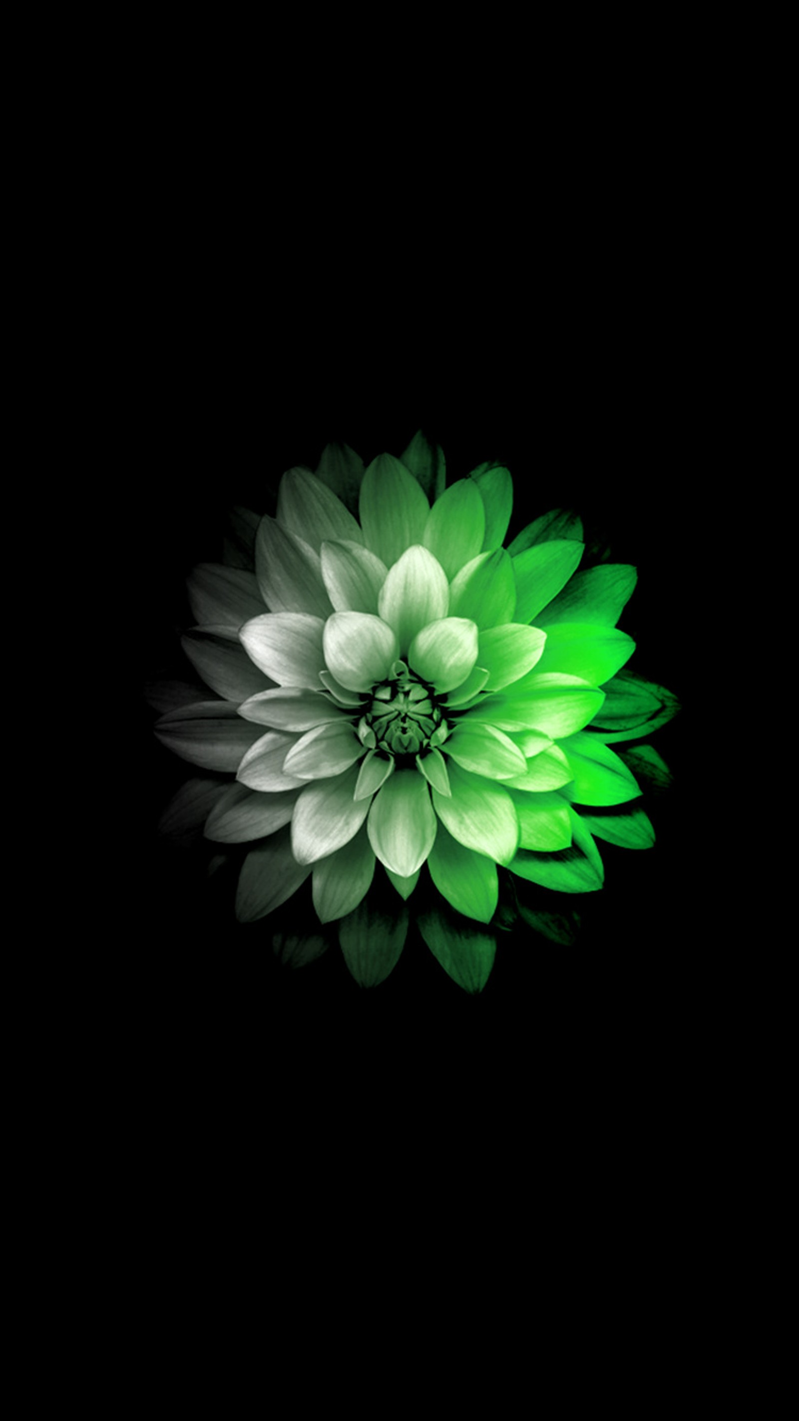 A close up of a green flower on a black background (abstract, flower, green)