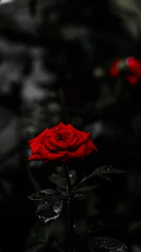 Rosa roja llamativa sobre un fondo oscuro con efecto bokeh