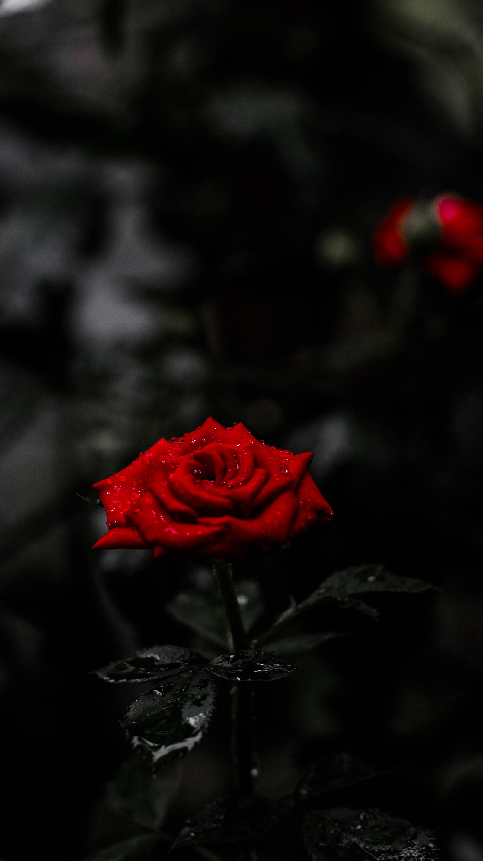 Il y a une rose rouge au milieu d'un champ (amoled, prix, meilleur, noir, bokeh)