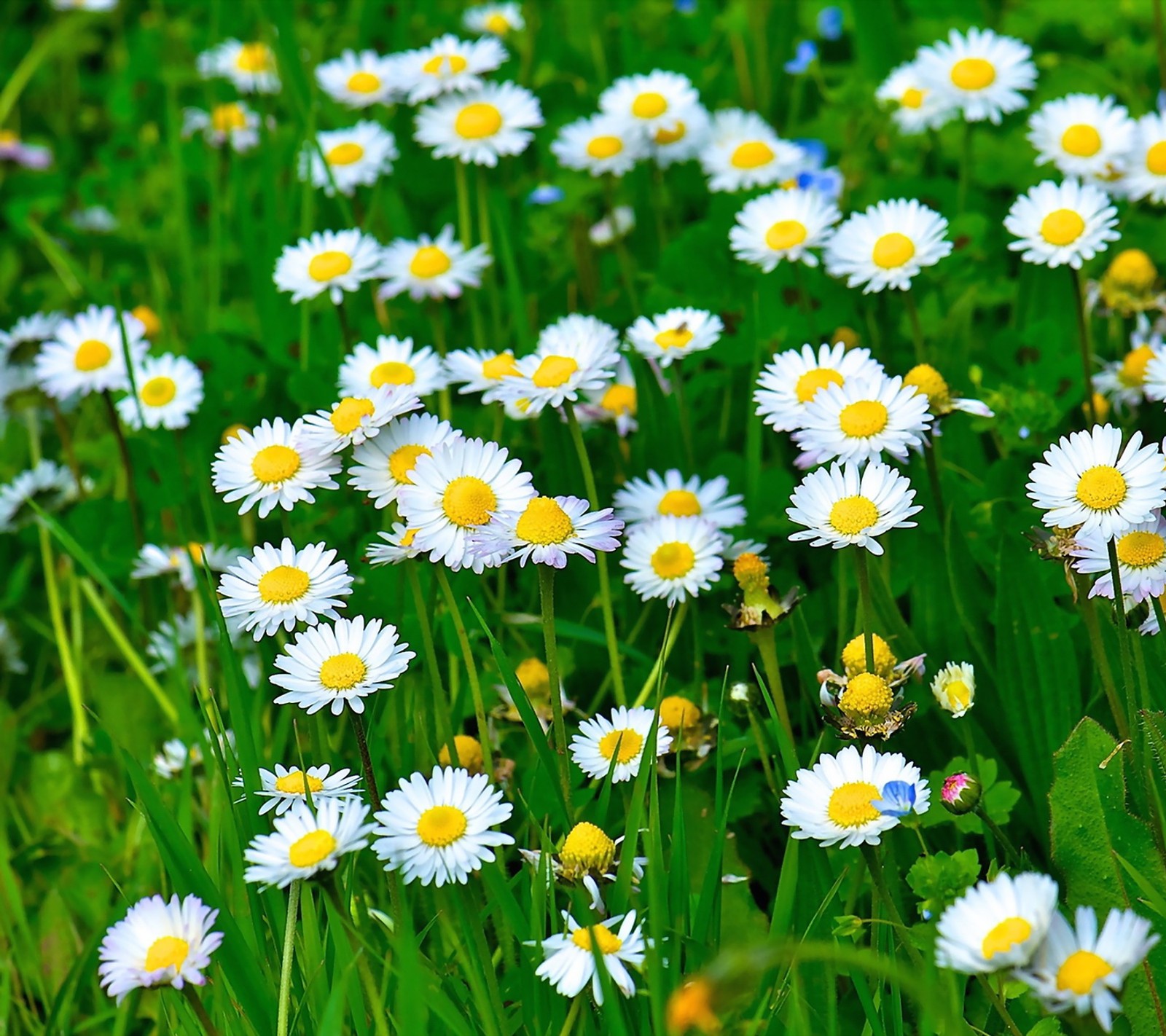 Un gros plan d'un champ de fleurs blanches et jaunes (couleurs, génial, emoji, paysage, nature)