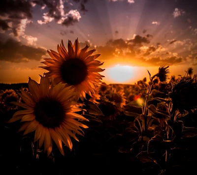 primavera, girasoles