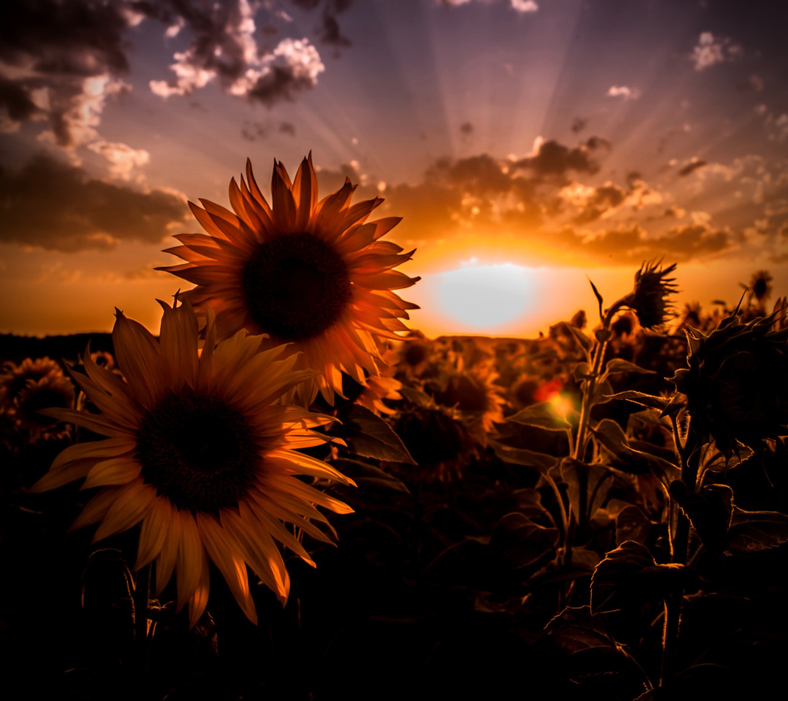 Téléchargez le fond d'écran printemps, tournesols