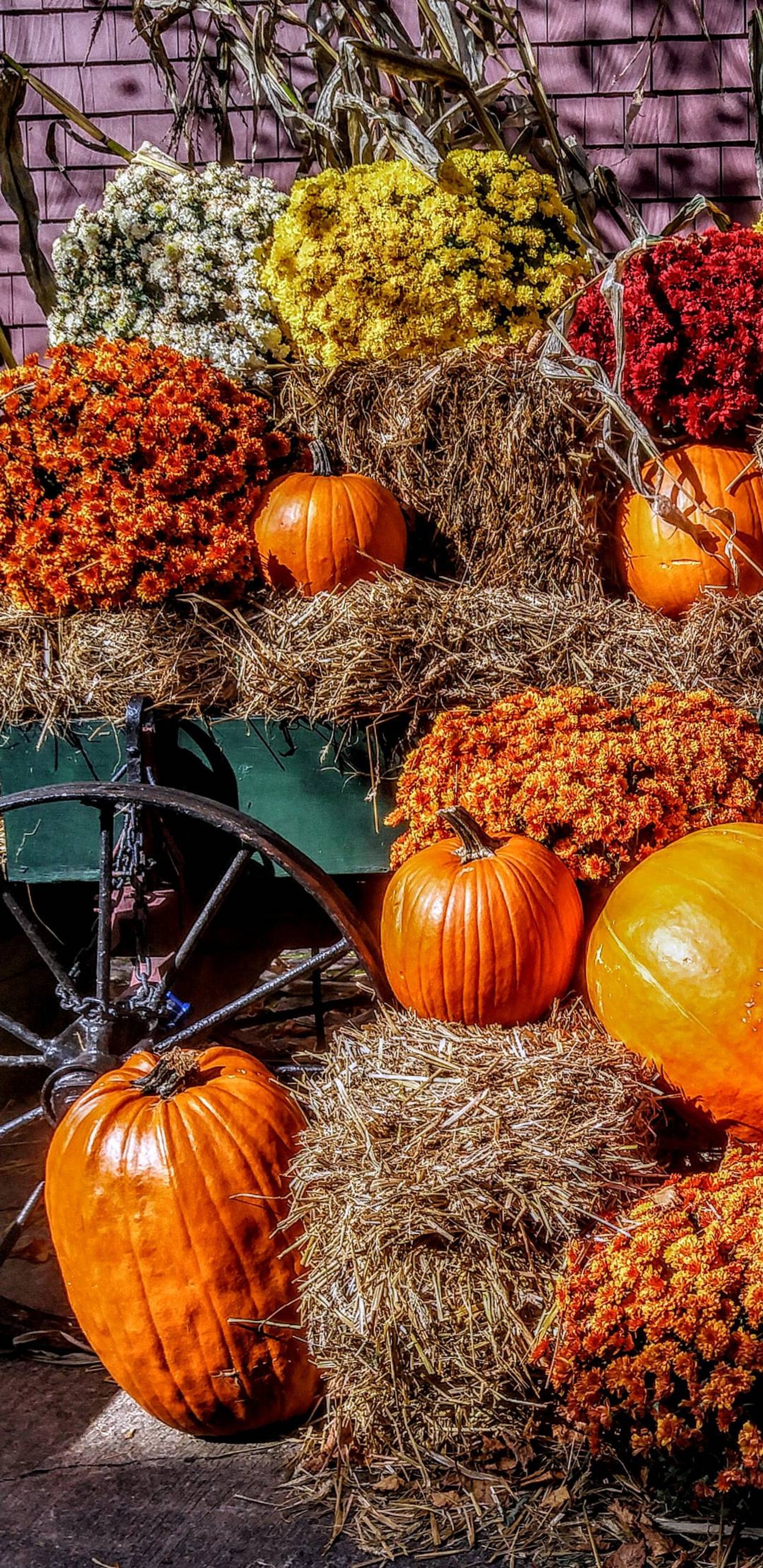 Lade herbst, liebe Hintergrund herunter