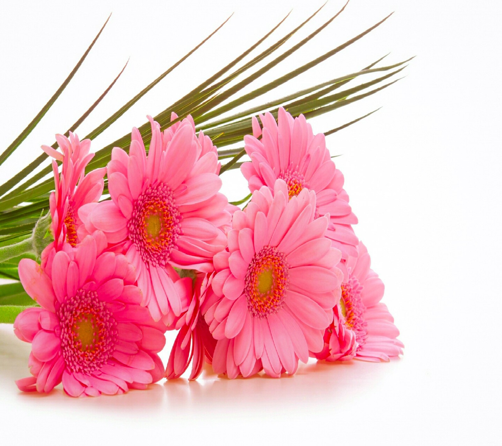 There are pink flowers on a white surface with green leaves (flowers, new, nice)