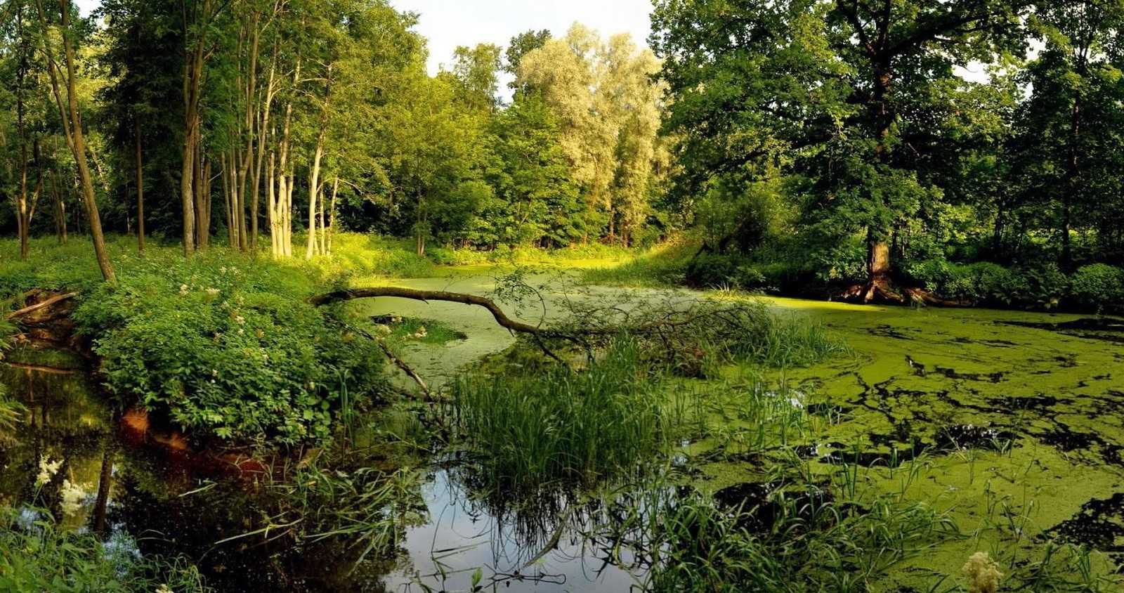 Blick auf ein sumpfiges gebiet mit einem umgefallenen baum in der mitte (sumpf, natürliche landschaft, natur, naturumgebung, naturschutzgebiet)