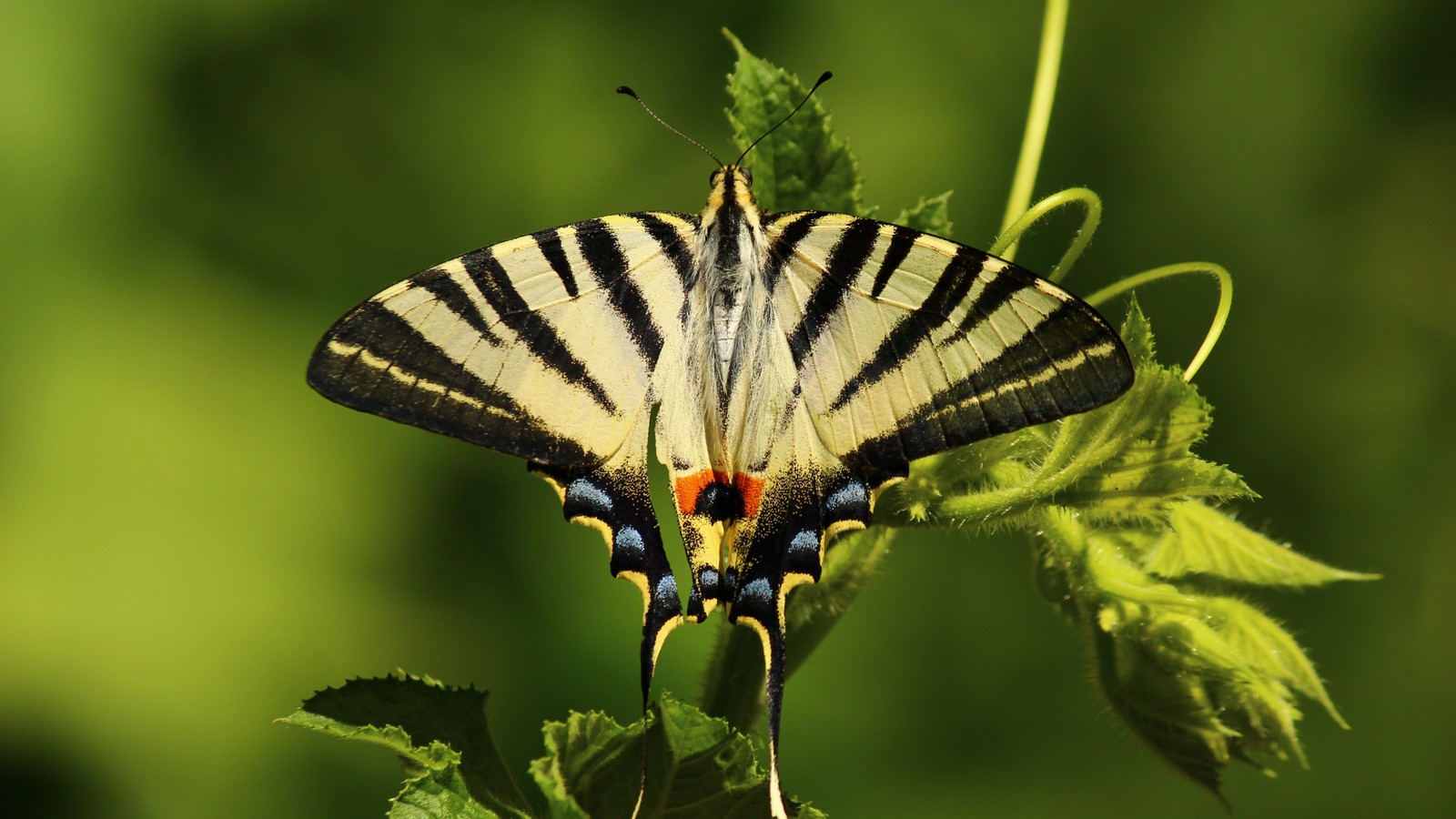 Zebra butterfly on a leaf with green background (insect, moths and butterflies, butterfly, invertebrate, swallowtail butterfly)