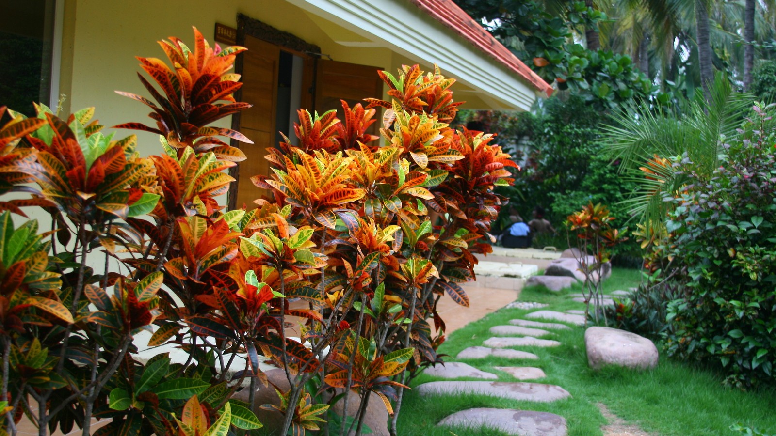 Un pequeño jardín con un camino de piedra entre dos casas (naturaleza, recreación, flor, planta, jardín)