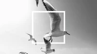 flying birds, frame, seagulls, bingkai, black and white wallpaper