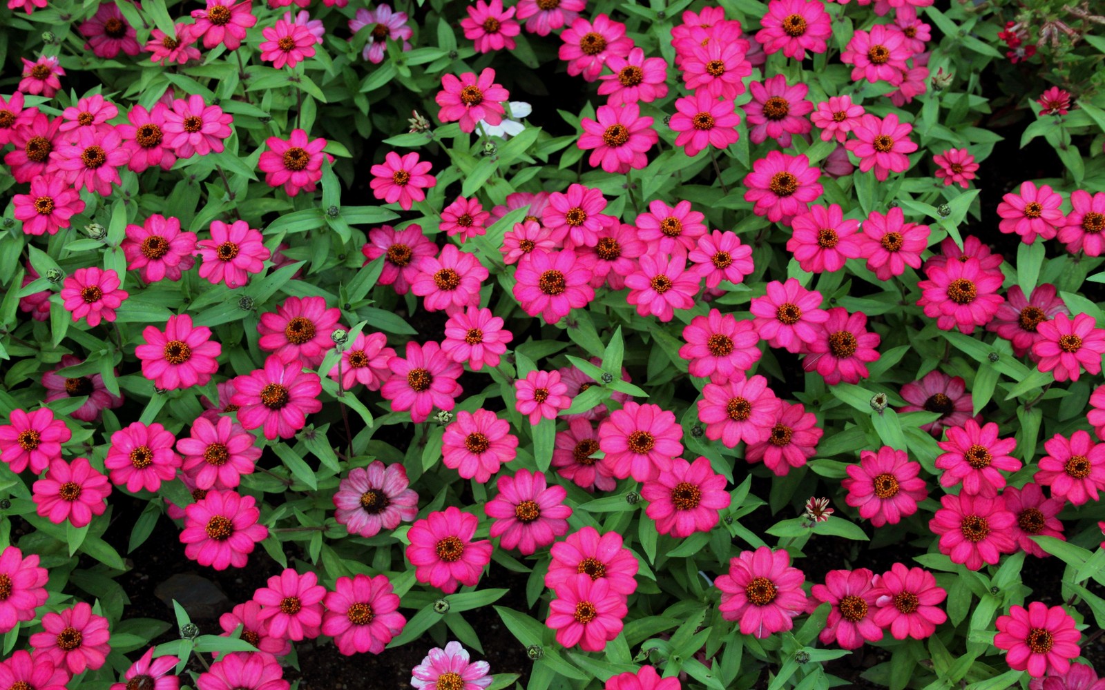 A close up of a bunch of pink flowers with green leaves (flowering plant, plant, pink, groundcover, annual plant)