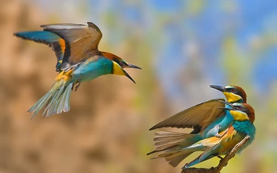 Bunte Eisvögel im Flug und zusammen sitzend