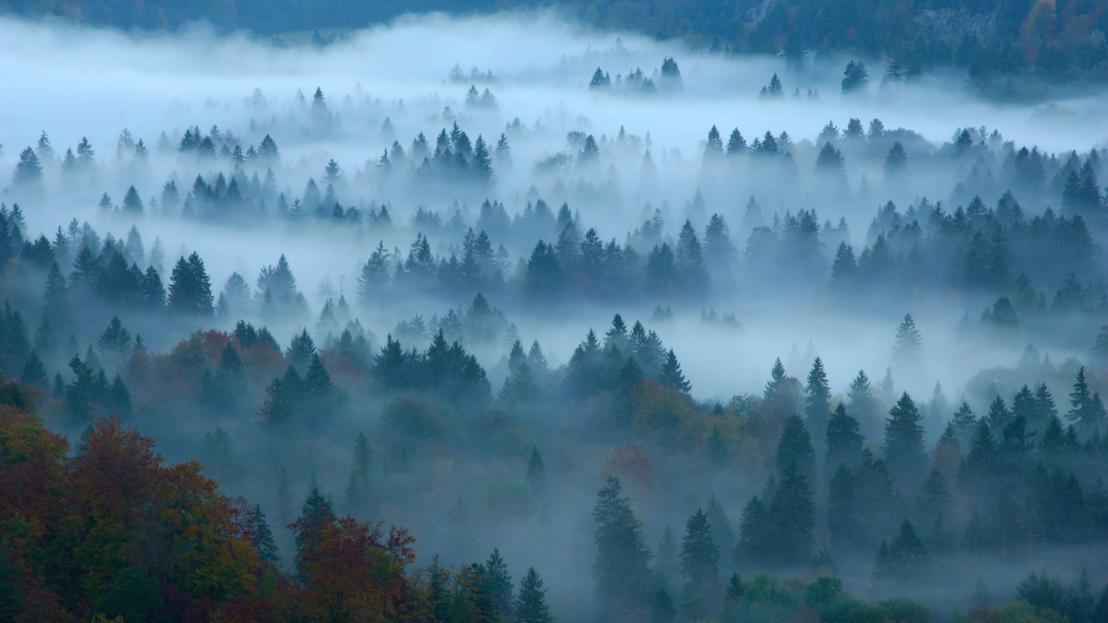 A close up of a forest with a lot of trees in the fog (forest, fog, nature, scenery)