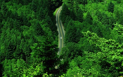 Estrada sinuosa através de uma floresta verdejante em um ecossistema vibrante.