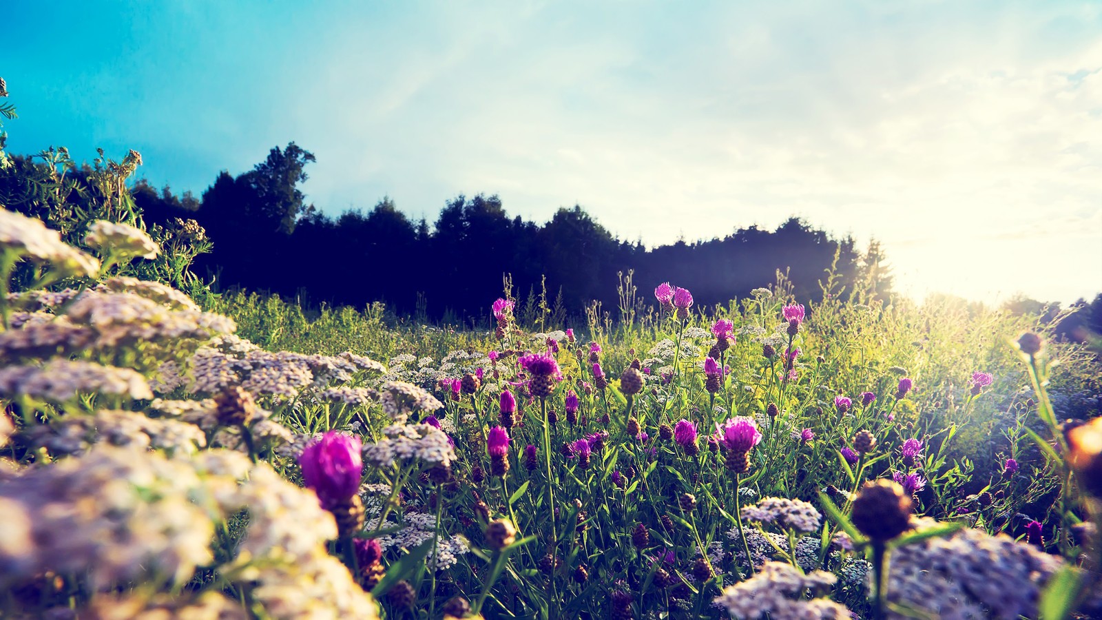 Um primeiro plano de um campo de flores com um fundo de céu (flores, natureza, céu, cenário)