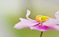 Flor silvestre rosa delicada com centro amarelo vibrante