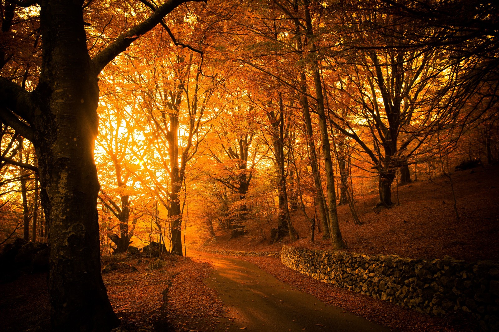 A view of a path through a forest with trees and leaves (autumn, aesthetics, atmosphere, plant, people in nature)