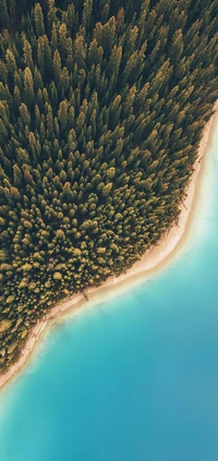 Vista aérea de un frondoso bosque que se encuentra con aguas azules tranquilas a lo largo de una playa serena.