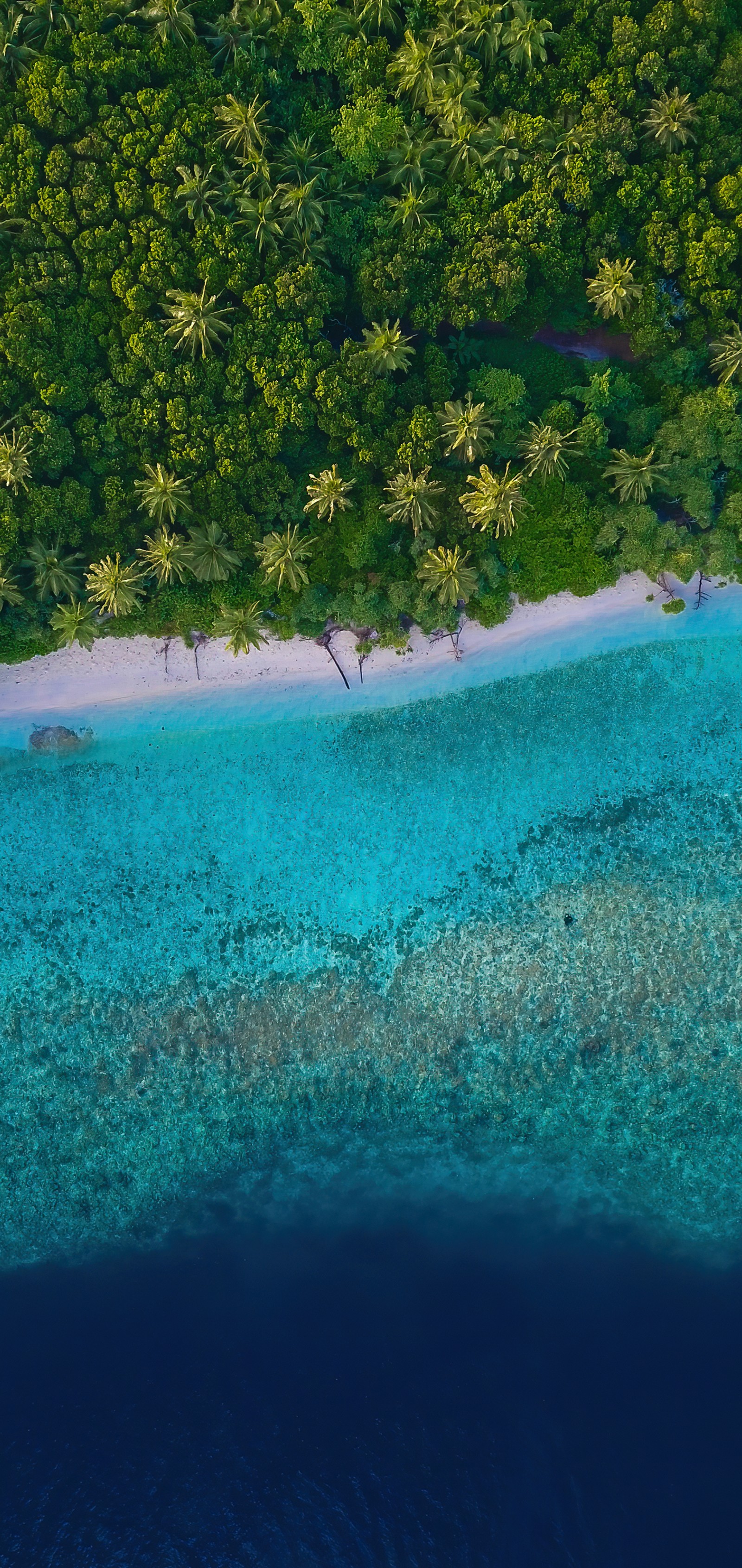 Vista aérea de uma praia com um barco e palmeiras (natureza, água, recursos hídricos, azul, azul celeste)