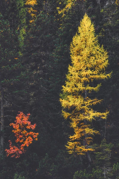 Mélèze vibrant et épicéa dans une forêt mixte de conifères