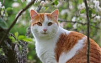 Un llamativo gato naranja y blanco posado entre ramas en flor, mostrando sus ojos expresivos y prominentes bigotes.