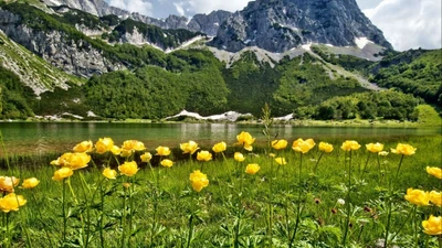 Lebendige Wildblumen in einer ruhigen Bergwiese