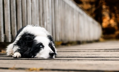 hund, hunderasse, border collie, collie, schnauze