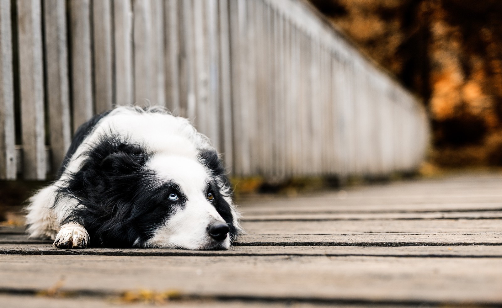 Черно-белая собака лежит на земле (собака, порода собак, бордер колли, border collie, колли)