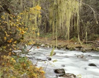 automne, nature, eau, arbre, réserve naturelle