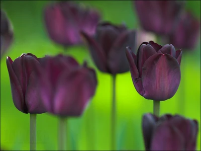 Lila Tulpen blühen vor einem sanften grünen Hintergrund