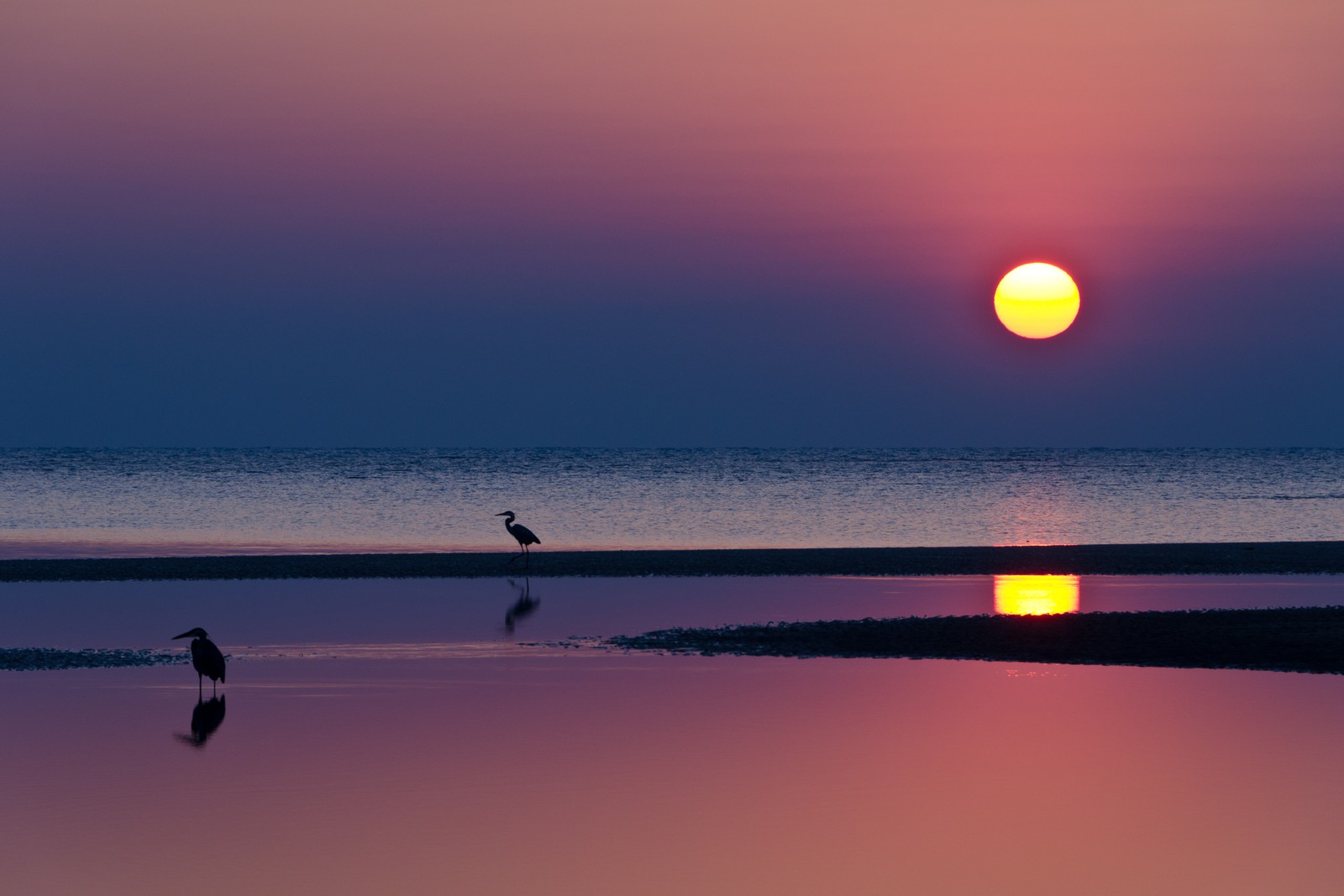 Pôr do sol na praia com pássaros em pé na água (por do sol, mar, praia, costa, horizonte)