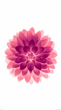 Vibrant Pink Dahlia Blossom on a White Background