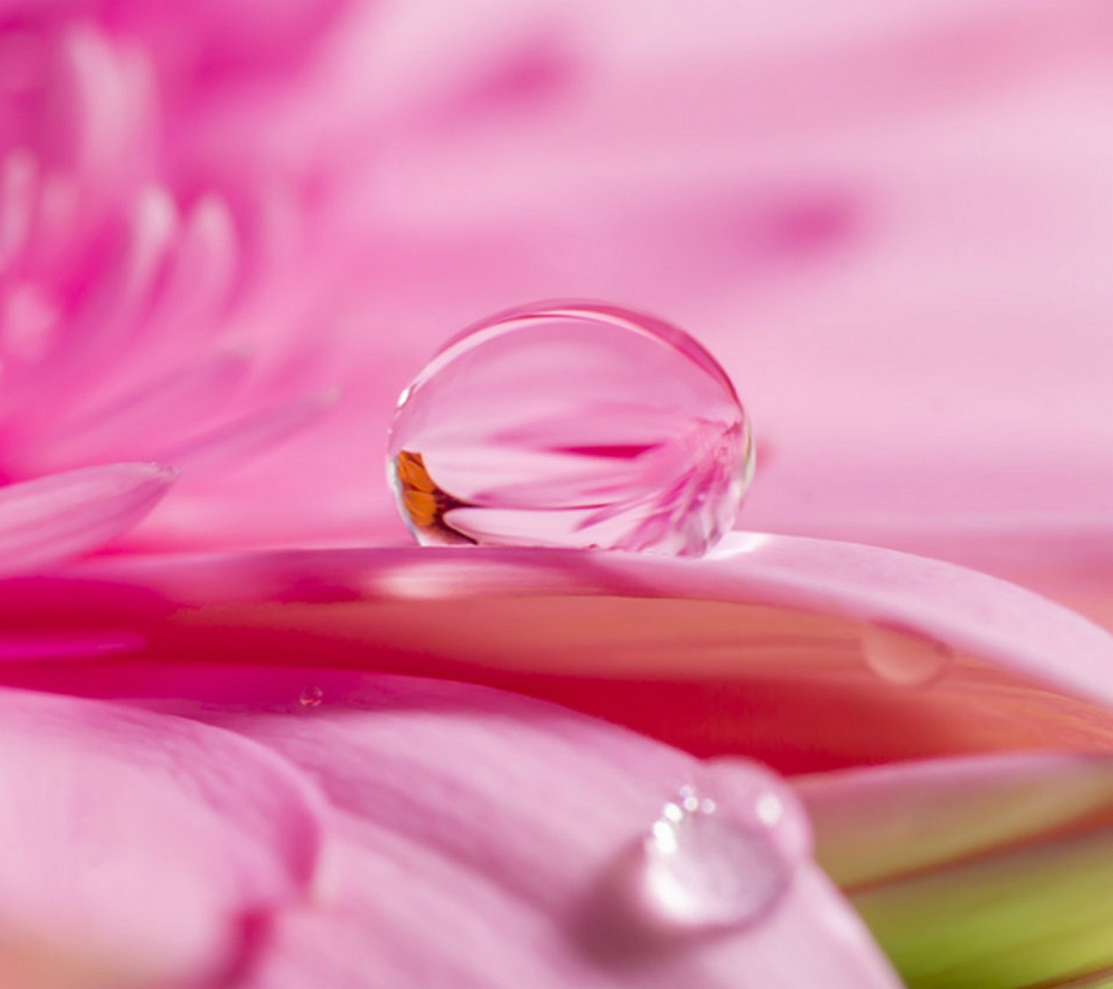 abstract, petals, pink wallpaper