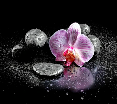 Zen Orchid with Stones and Dew Drops