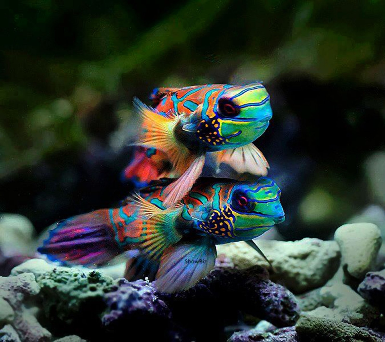 Two colorful fish are swimming in a large aquarium (fish, saguaro)