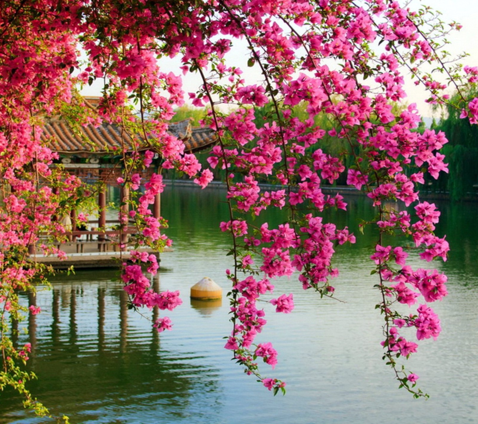 A close up of a tree with pink flowers over a body of water (colors, landscape, nature, photo)