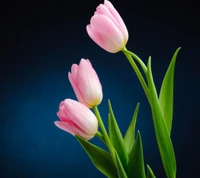 Elegant Pink Tulips Against a Serene Blue Background