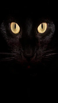 black, cat wallpaper