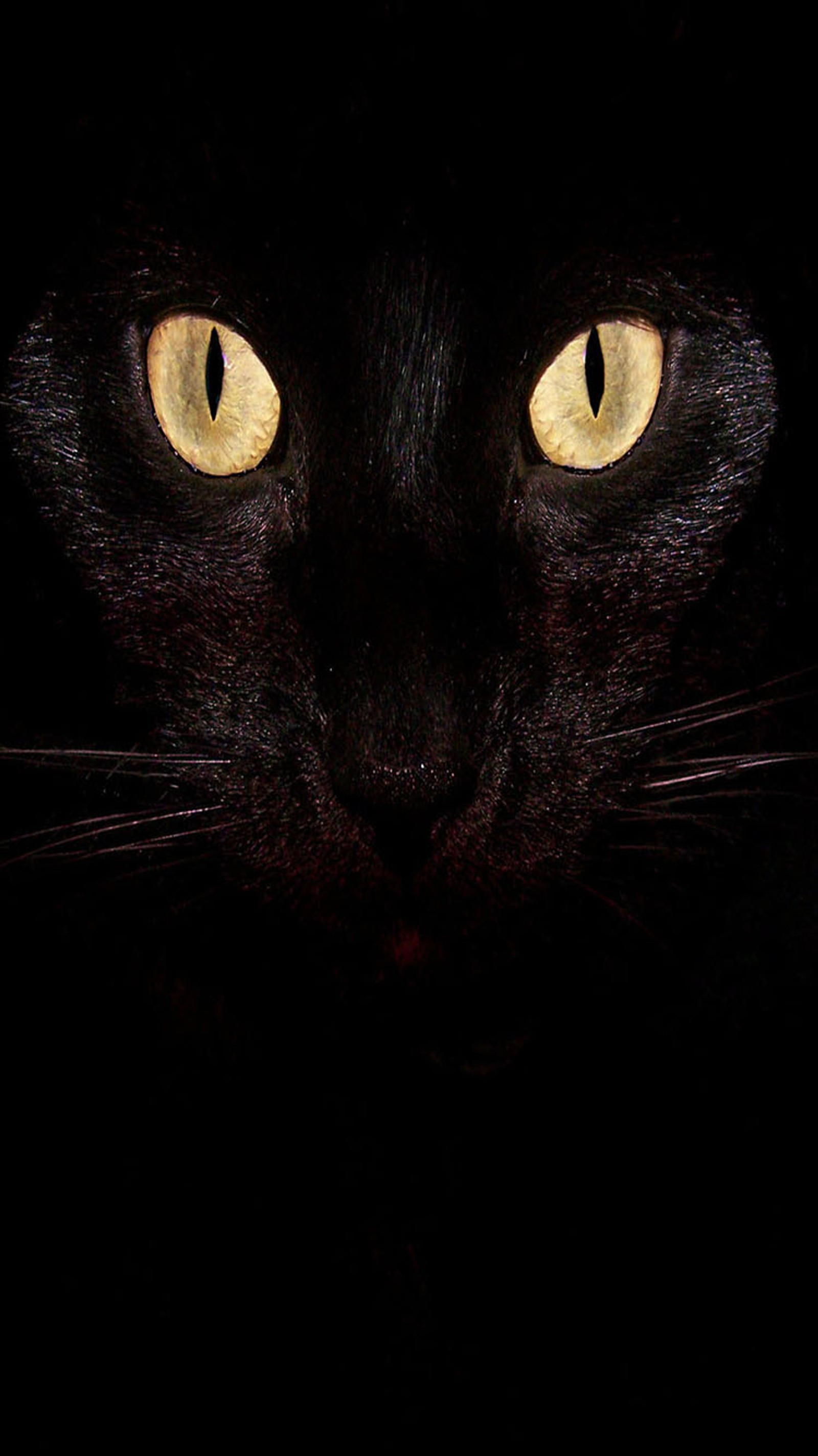 There is a black cat with yellow eyes in the dark (black, cat)