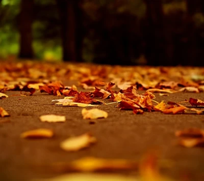 Herbstblätter auf einem Weg