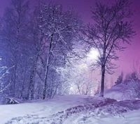 Silent Winter Night: A Path Through the Snow