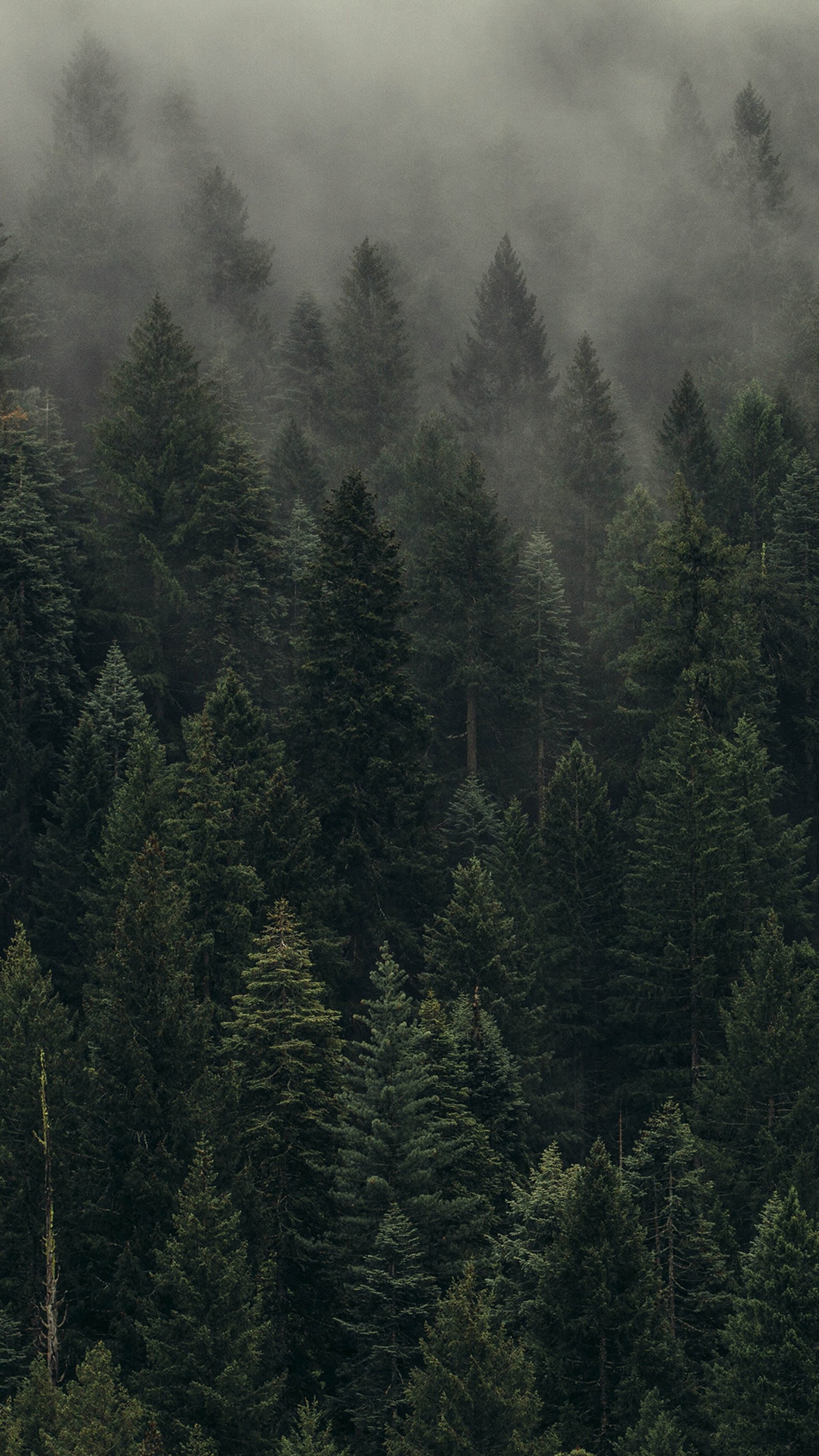 Araffes in the middle of a forest with a foggy sky (autumn, fog, forest, landscapes, morning)