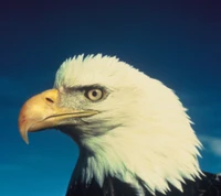 eagle, jean riget wallpaper