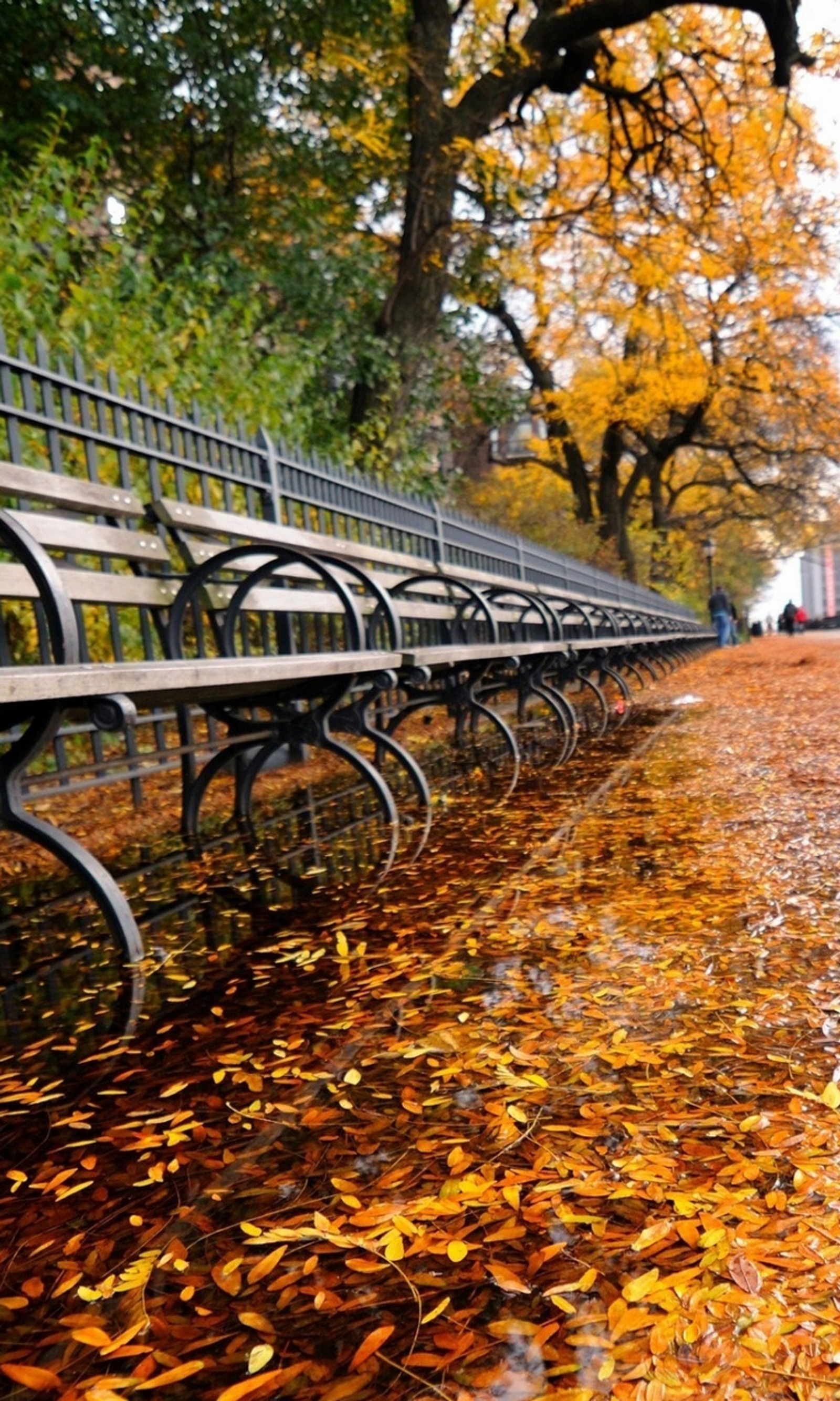 Il y a beaucoup de bancs alignés le long du chemin dans le parc (automne, banc, parc)