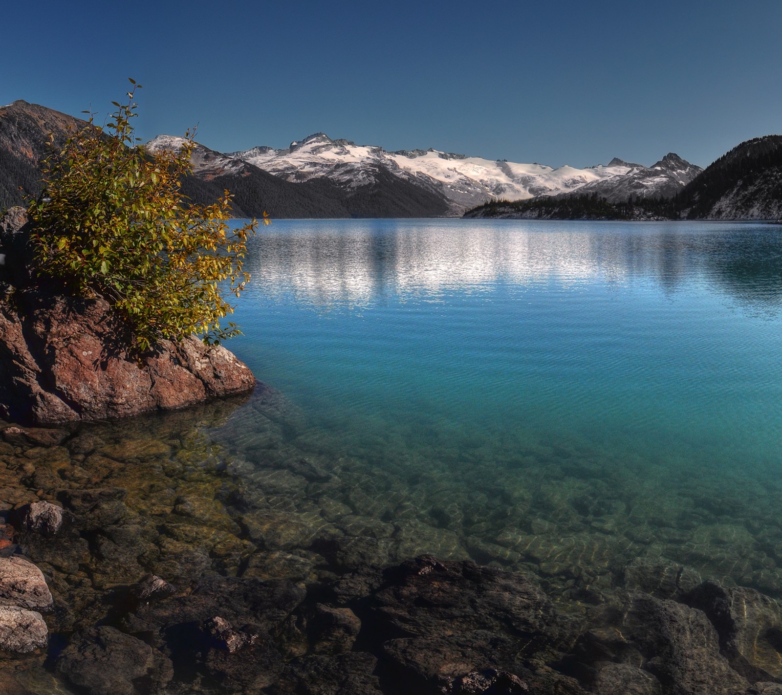 Há uma pequena árvore crescendo da água (lago, neve, água)