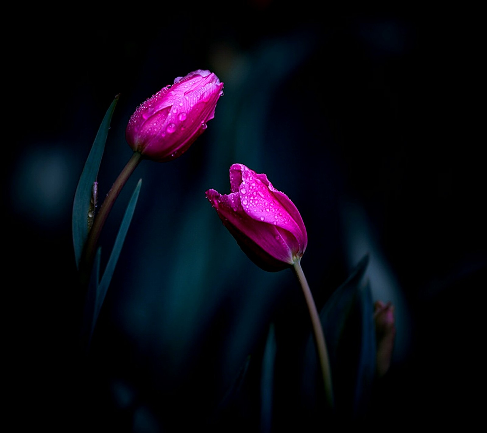 Zwei rosa blumen, die im dunkeln stehen (abstrakt, blume, nett)