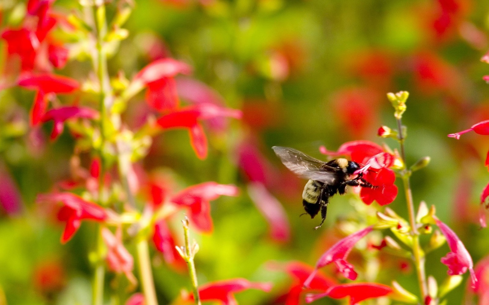 Un gros plan d'une abeille volant près d'une fleur rouge (insecte, pollinisateur, nectar, abeille, bourdon)