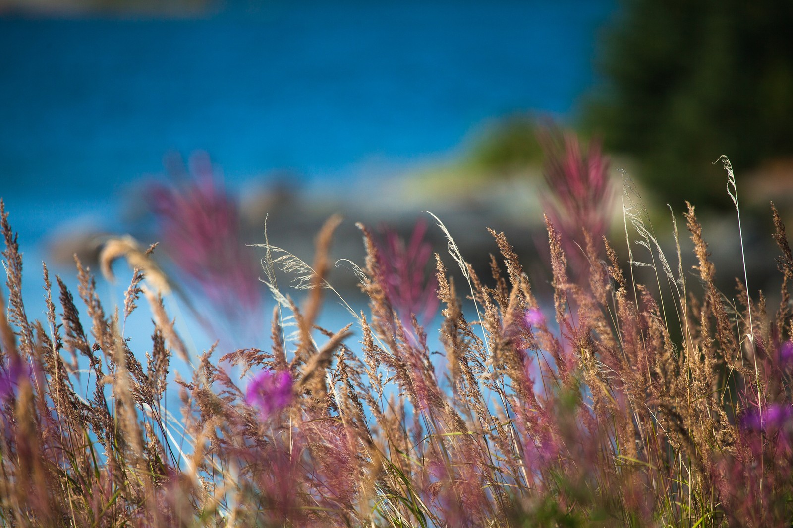 Flores moradas en un campo con un cuerpo de agua al fondo (púrpura, pasto, familia de hierbas, primavera, luz solar)