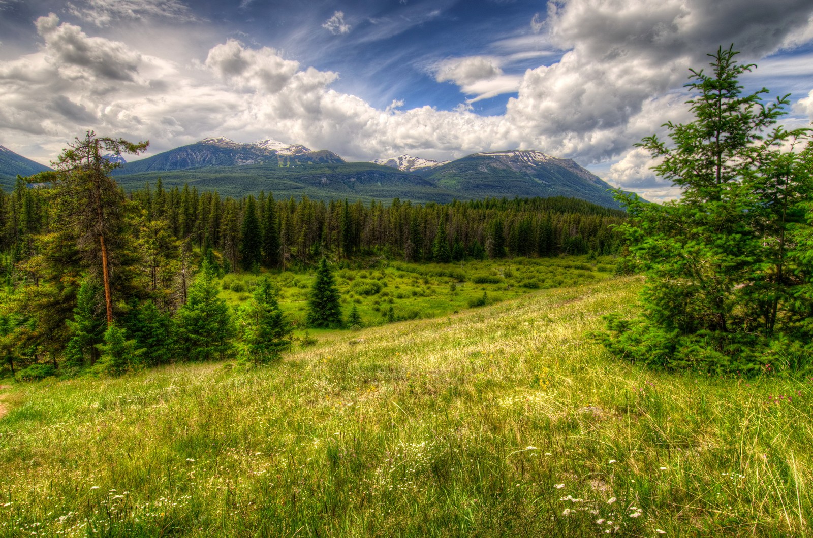 Uma vista de um campo de grama com árvores e montanhas ao fundo (natureza, wild, pradaria, vegetação, coníferas)