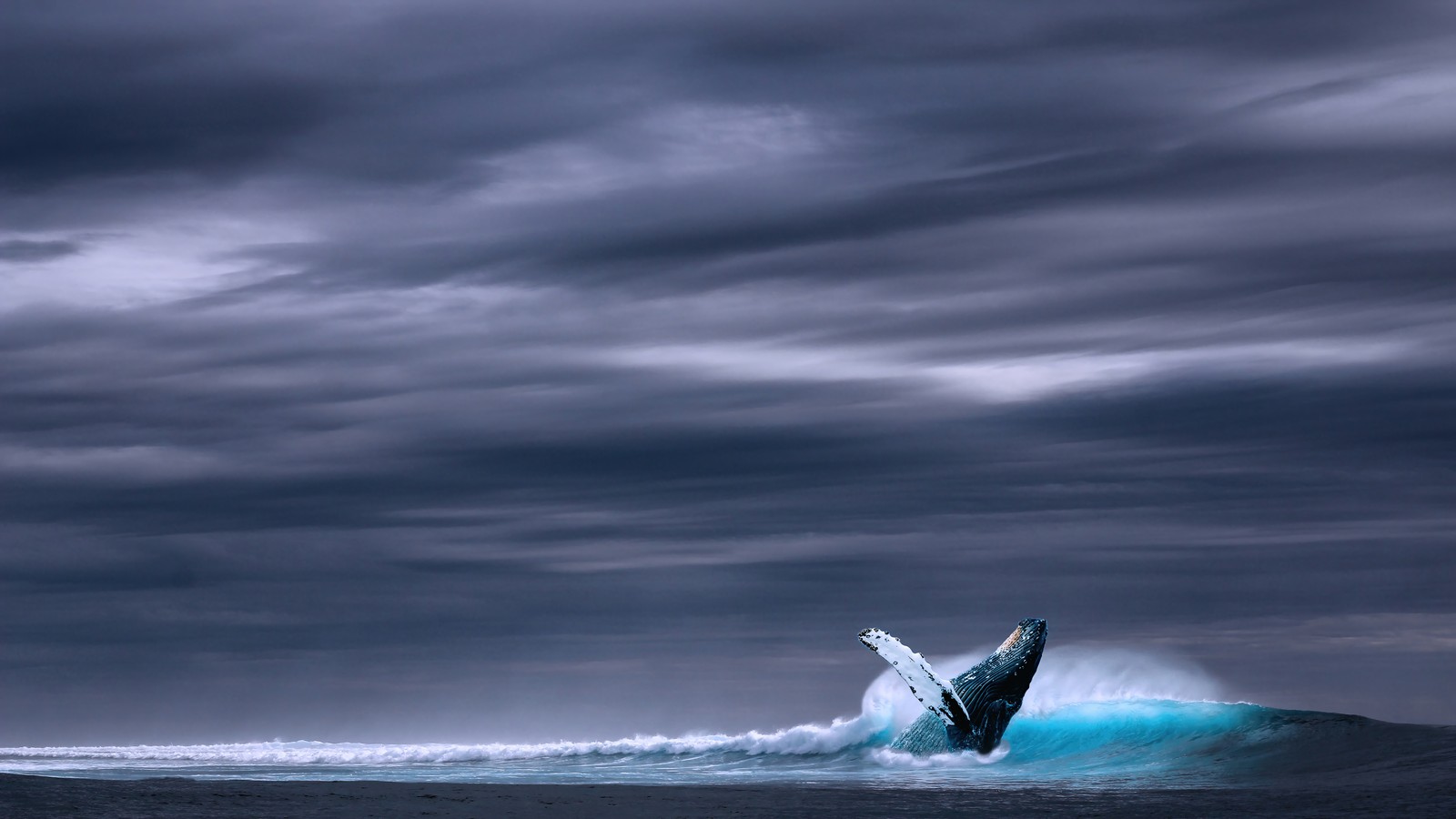 Téléchargez le fond d'écran baleine à bosse, océan, paysage, animal, animaux