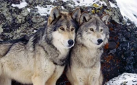 cão lobo checoslovaco, cão lobo, neve, fauna