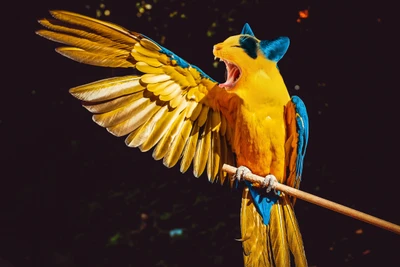 Ara bleu et jaune vibrant en plein cri avec les ailes déployées